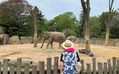 Noch einmal im Zoo Krefeld Tiere beobachten…
